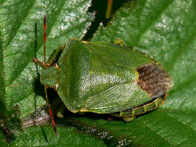 Green Shieldbug - Palomena prasina