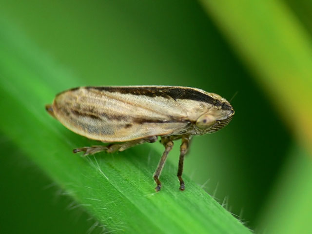 Philaenus spumarius.