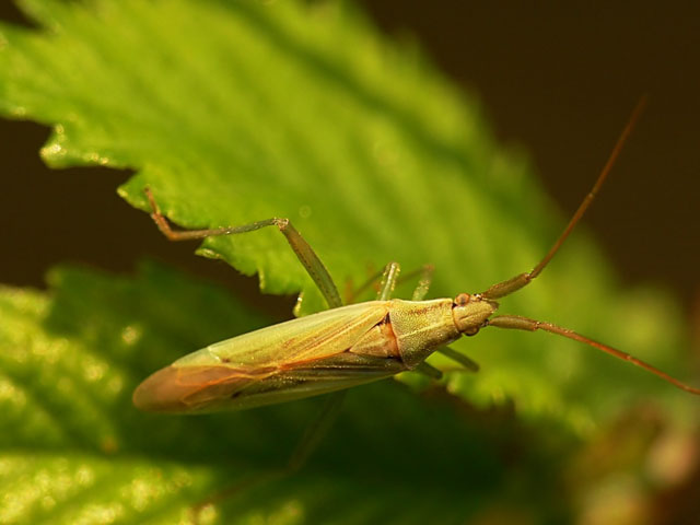 Stenodema laevigata, bug, insect, hemiptera