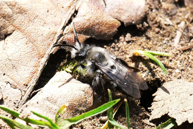 Andrena cineraria