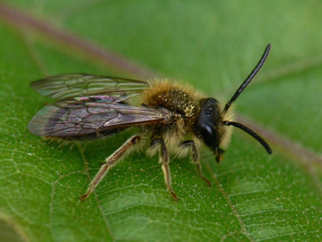 Andrena haemorrhoa
