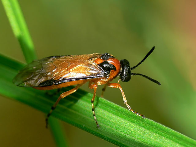 Turnip Sawfly - Athalia rosae