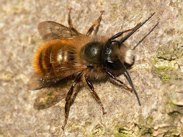 Osmia rufa