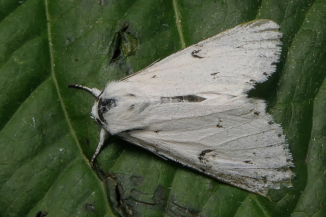 Miller Moth