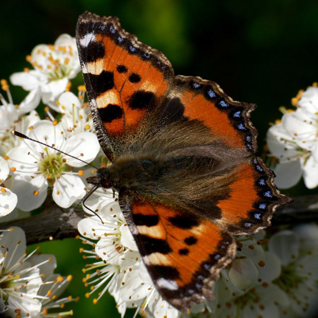 Small Tortoiseshell - Aglais urticae