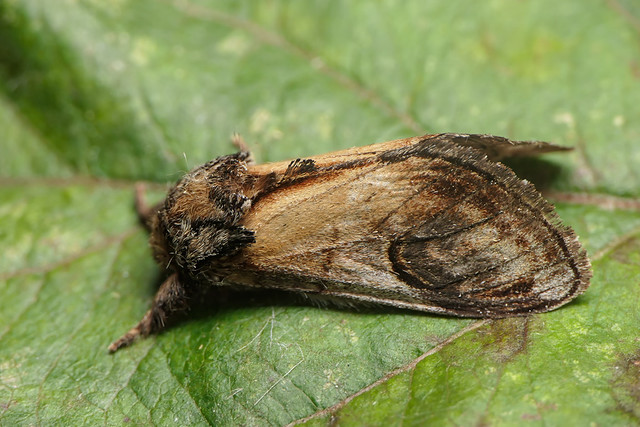Pebble Prominent moth
