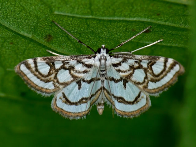 Beautiful China-mark - Nymphula stagnata