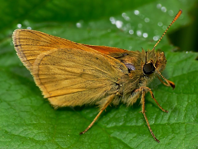 Ochlodes sylvanus