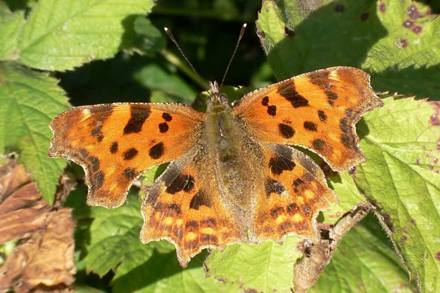 Comma