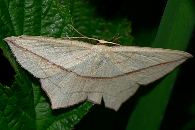 Blood-vein - Timandra comae