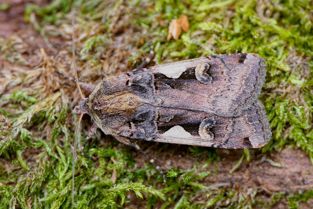Setaceous Hebrew Character