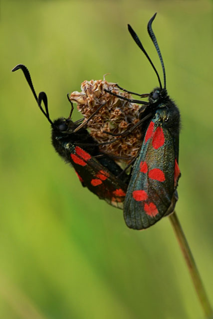 Zygaena filipendulae