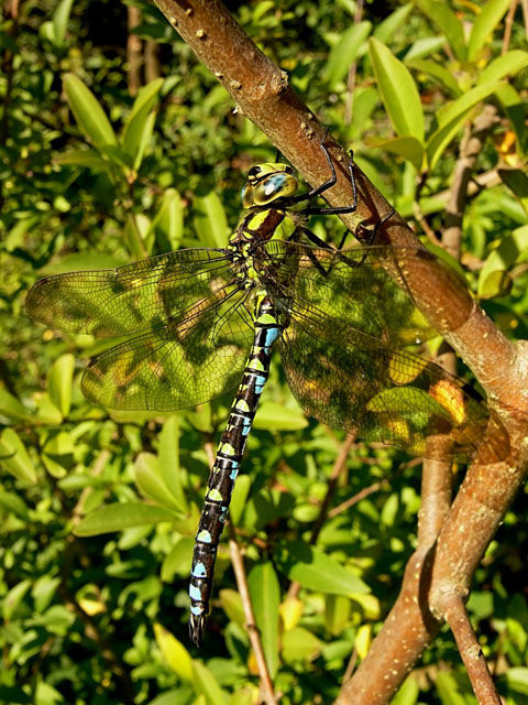 Southern Hawker - Aeshna cyanea
