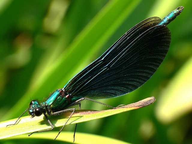 Beautiful Demoiselle