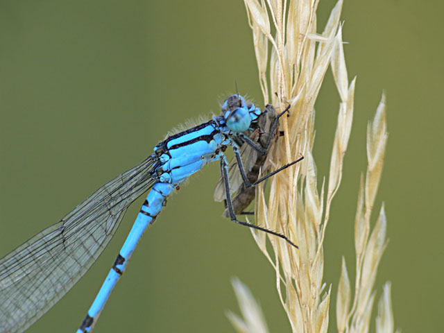 Common Blue damselfly - enallagma cyathigerum
