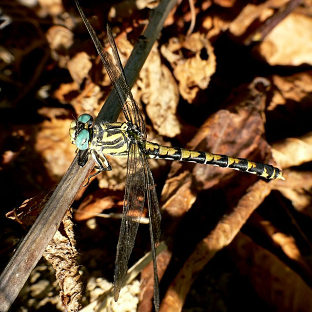 Large Pincertail (Blue-eyed Hooktail) Onychogomphus uncatus