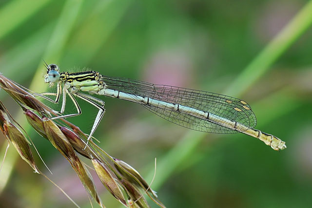 Platycnemis pennipes