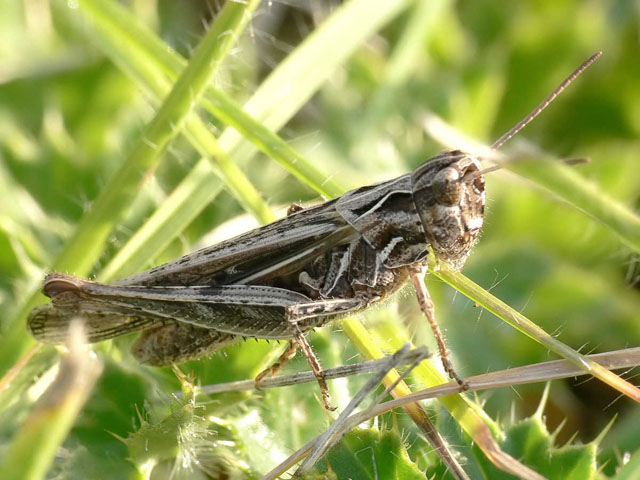 Common Field Grasshopper - Chorthippus brunneus