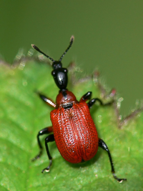 L’Apodère du noisetier