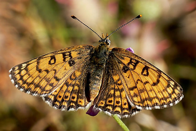 Melitaea