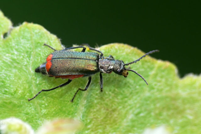 Malachius bipustulatus