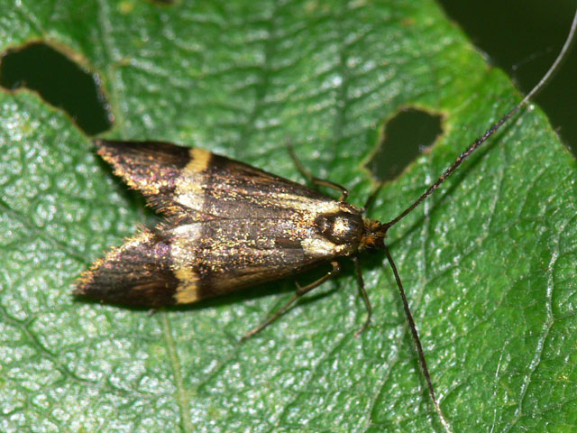 Nemophora