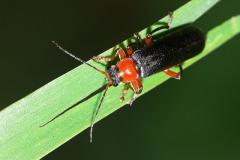Cantharis pellucida