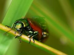 Chrysolina polita, leaf beetle, Chrysomelidae