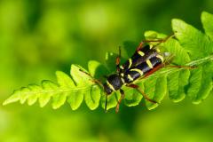 le Clyte bélier - Clytus arietis, Coleoptera