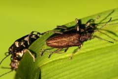 Donacia simplex, aquatic leaf beetle, Chrysomelidae, Donacia
