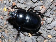 Dor beetle - Geotrupes stercorarius