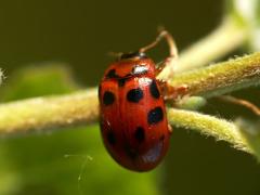 Gonioctena decemnotata