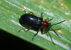 Oulema melanopus, cereal leaf beetle