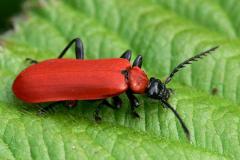 Cardinal Beetle - Pyrochroa coccinea, coleoptera.