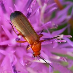 Rhagonycha fulva