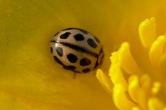 Tytthaspis 16-punctata