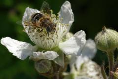 Female Eristalis arbustorum, hoverfly, eristalis