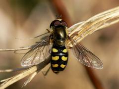 Eupeodes luniger, Metasyrphus luniger