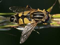 Helophilus trivittatus