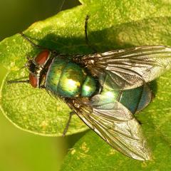 Greenbottle
