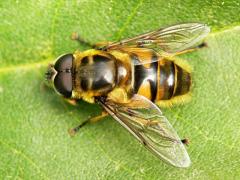 Myathropa florea