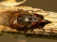 Rhingia campestris