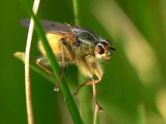 Dung Fly