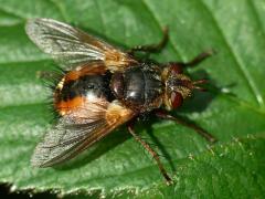 Tachina fera, parasite diptera
