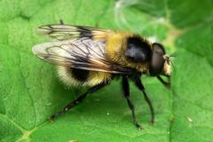 Volucella bombylans