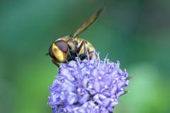 Volucella inanis