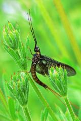 Ephemera vulgata