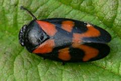 Cercopis vulnerata.