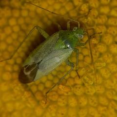 Potatoe Capsid - Closterotomus norwegicus