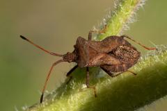 Coreus marginatus